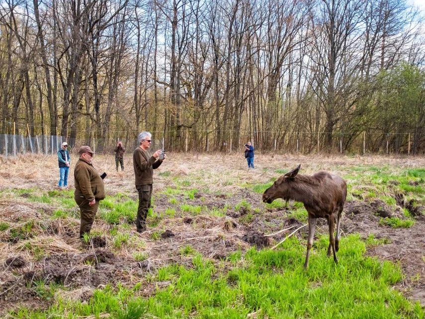 Elanul revine în pădurile României după peste două secole