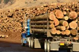 Amendă de 5.000 de lei pentru transport ilegal de lemn în Botoșani