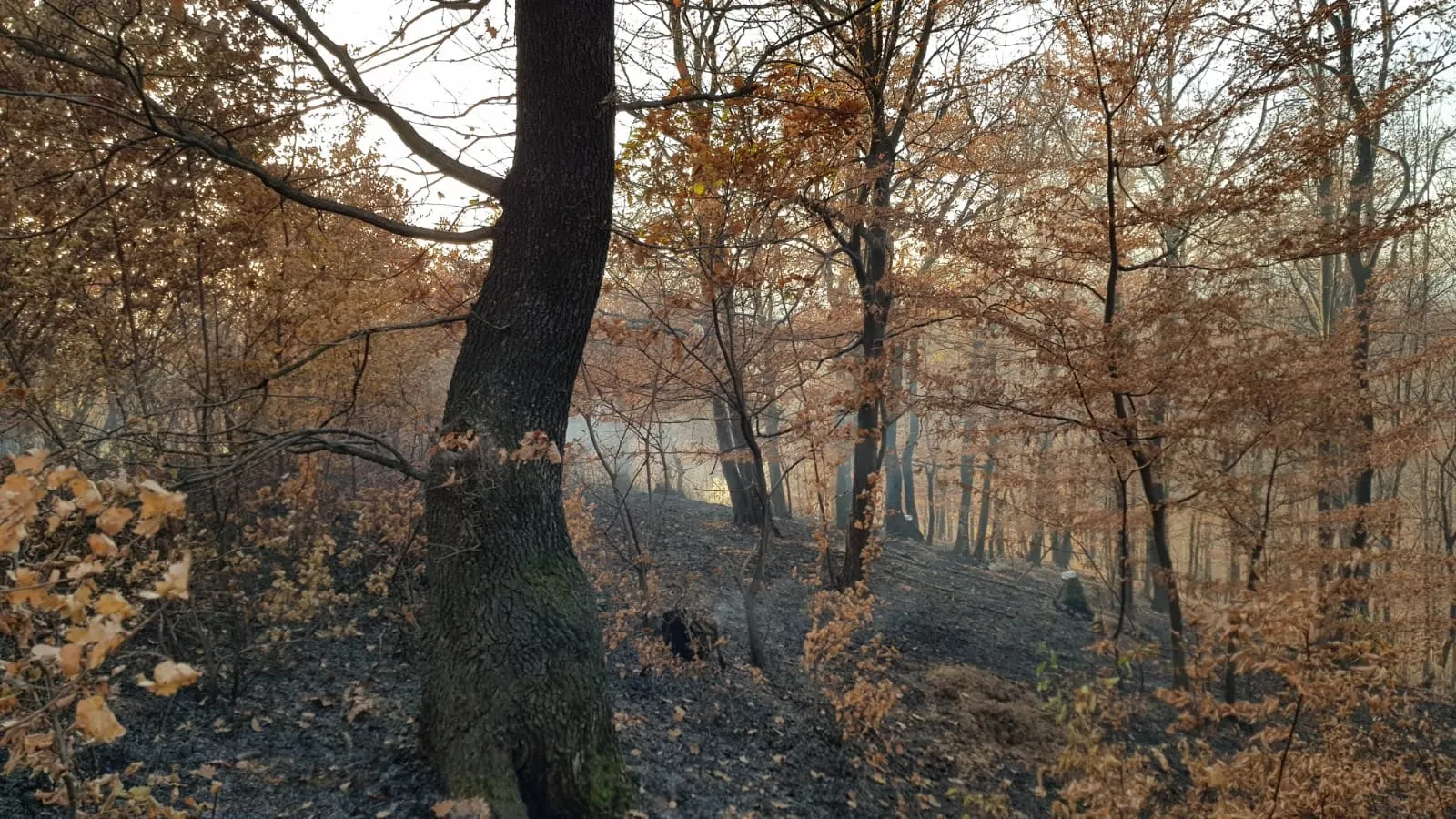 incendiu (1)