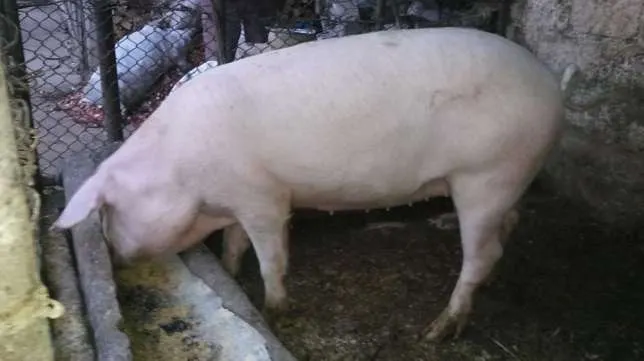 porc