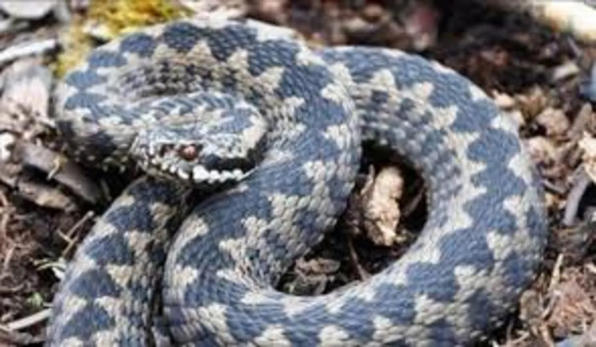2017_07_02_1_turist-muscat-de-vipera-pe-transfagarasan-preluat-cu-elicopterul-smurd_69478