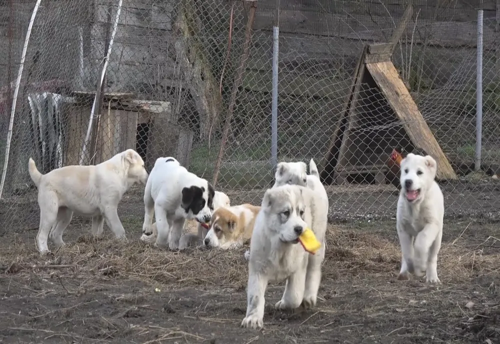Câini de rasă furați dintr-un padoc