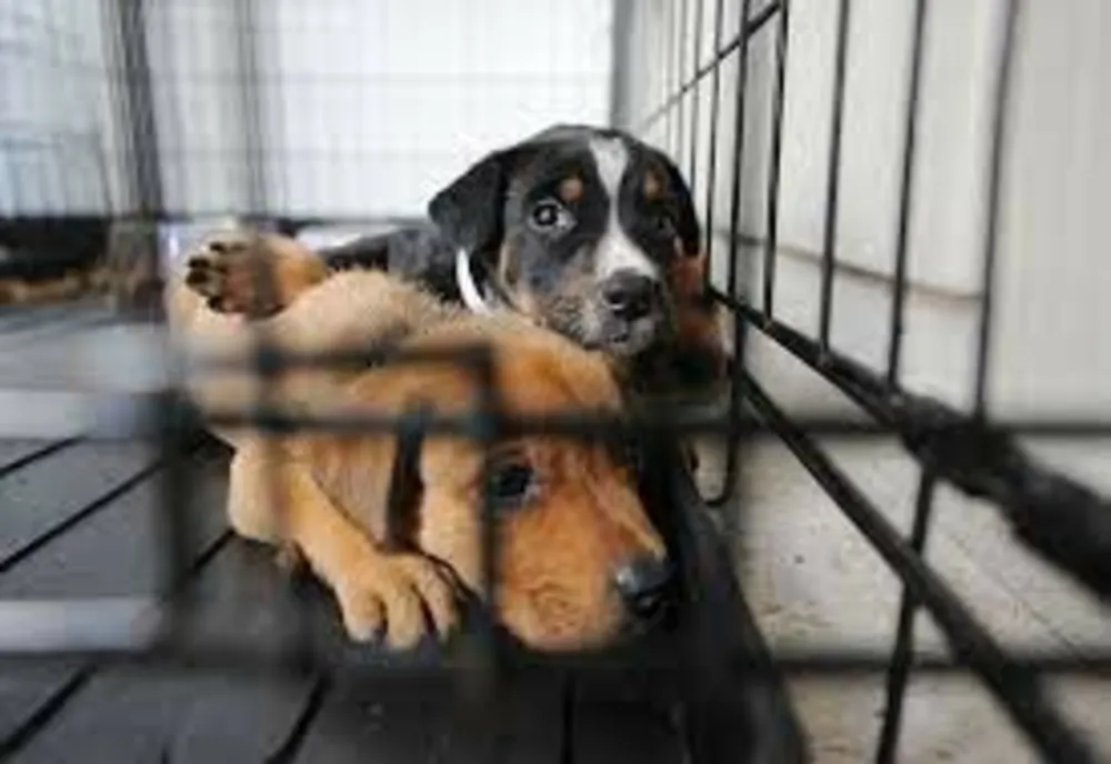Percheziții, la solicitarea autorităților din Italia într-un dosar de trafic ilicit de animale de companie