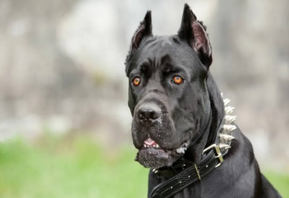 Acțiune a polițiștilor din cadrul Biroului pentru Protecția Animalelor în Roma
