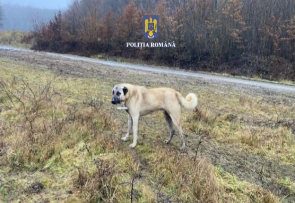 Un bărbat și-a abandonat câinele în alt județ. Patrupedul a mușcat un copil