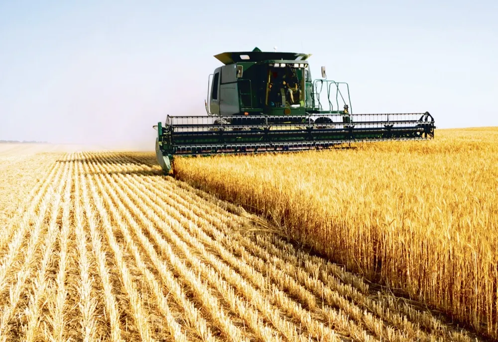 PRODUCȚIA DE GRÂU AR PUTEA ATINGE UN NIVEL RECORD ÎN 2025