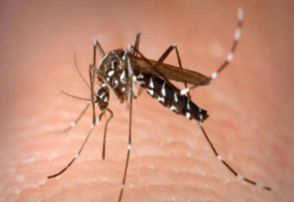 CONTROVERSE ÎN CAZUL FEMEII DE 74 DE ANI INFECTATĂ CU VIRUSUL WEST NILE