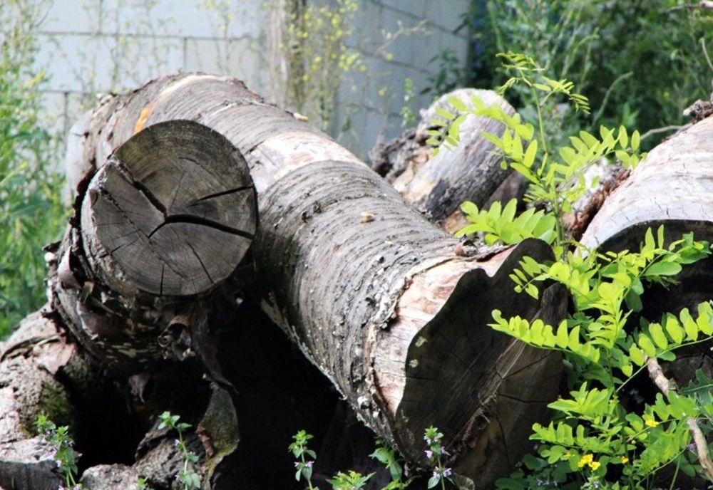 Amenda de 10.000 încasată de un agent economic din Botoșani