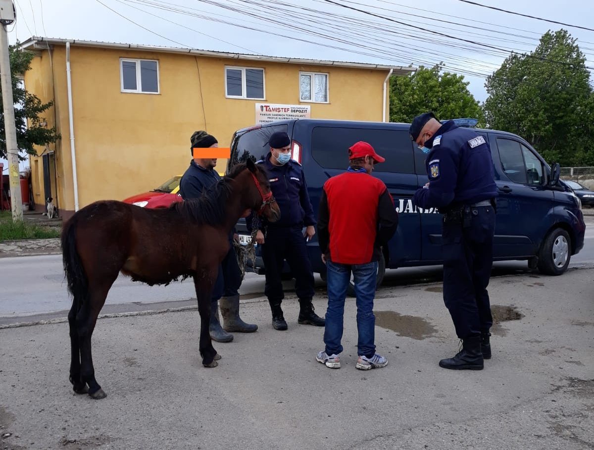 cal recuperat de jandarmi