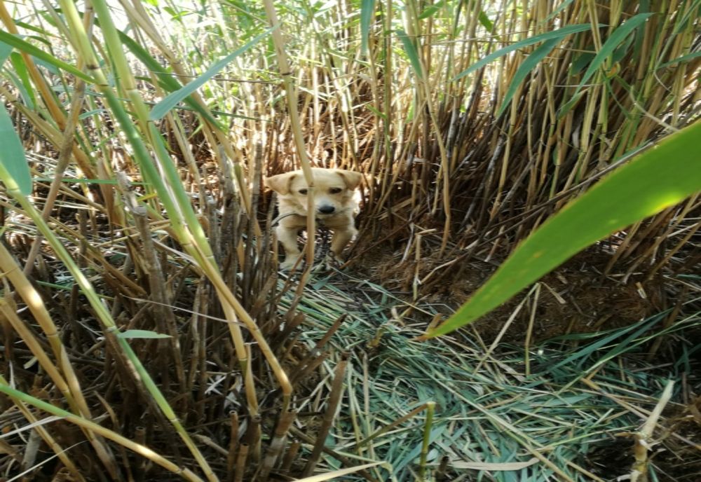 Cățel rămas captiv în stufărișul unui iaz 