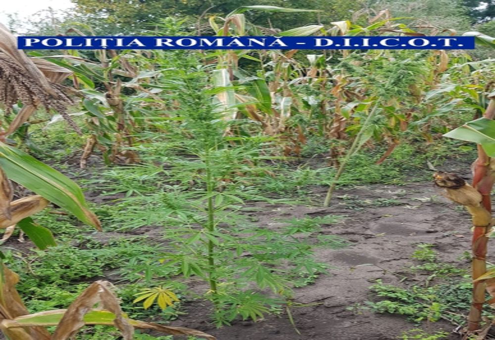 FOTO- Plantație de cannabis, descopertită în Flămânzi