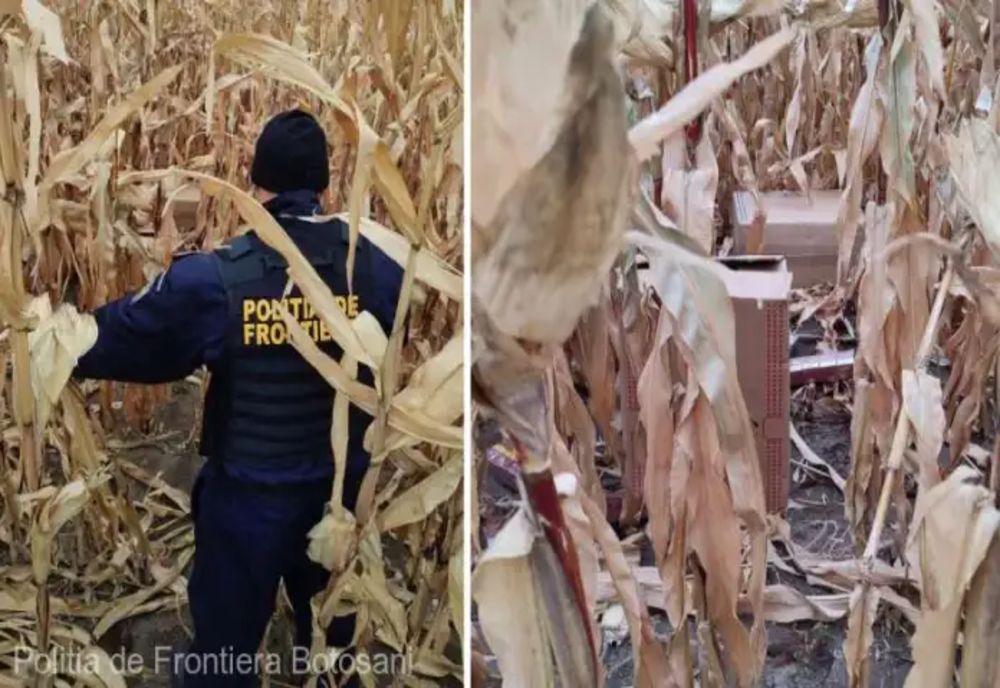Traficant prins când abandona baxuri cu țigări într-un lan de porumb