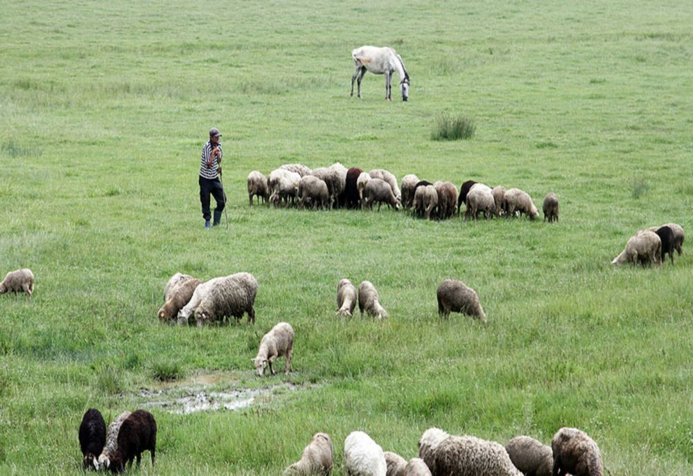 Ce a pățit ciobanul beat din Botoșani care a fost găsit de fiul său căzut într-o zonă cu arbuști