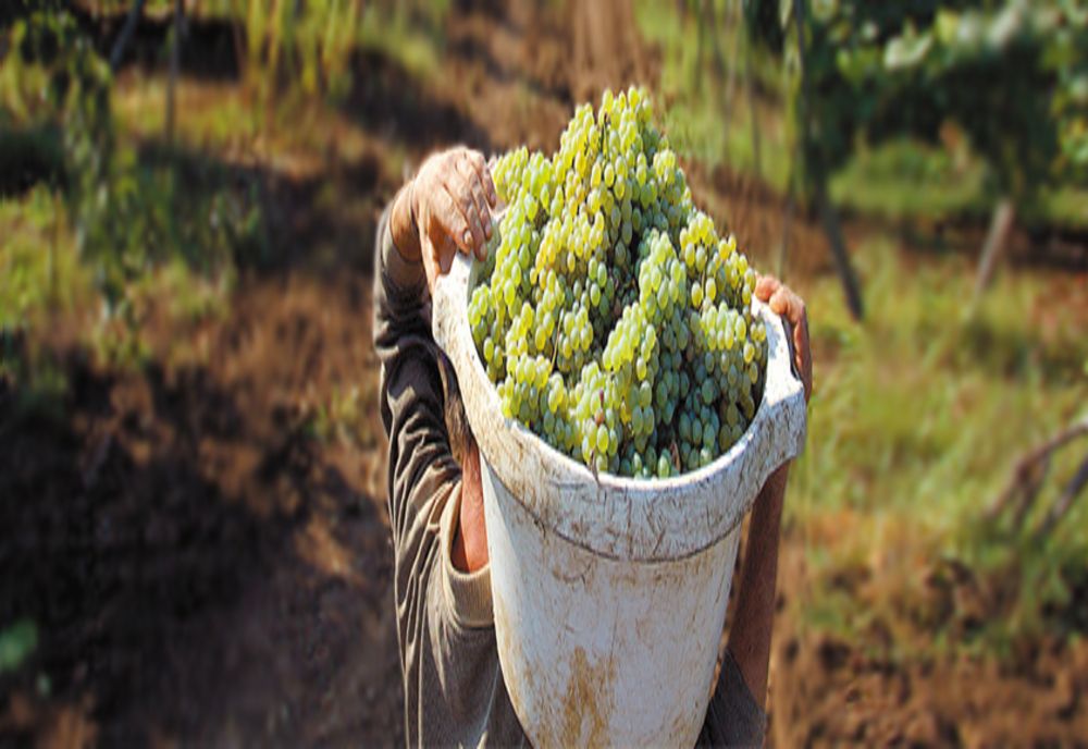 Termenul pentru depunerea documentelor în Programul de susținere a producției de struguri de masă pentru anul 2022 a fost prelungit