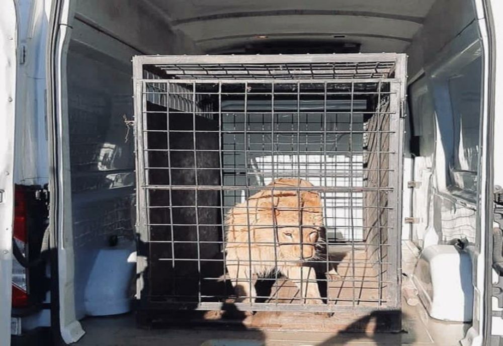 Un bărbat din Rădăuți amendat pentru că ținea acasă un pui de leu