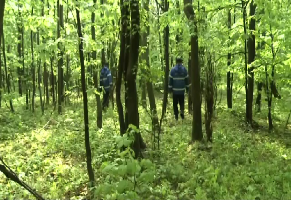 Căutări ample în cazul bătrânului dispărut în pădure la cules ciuperci