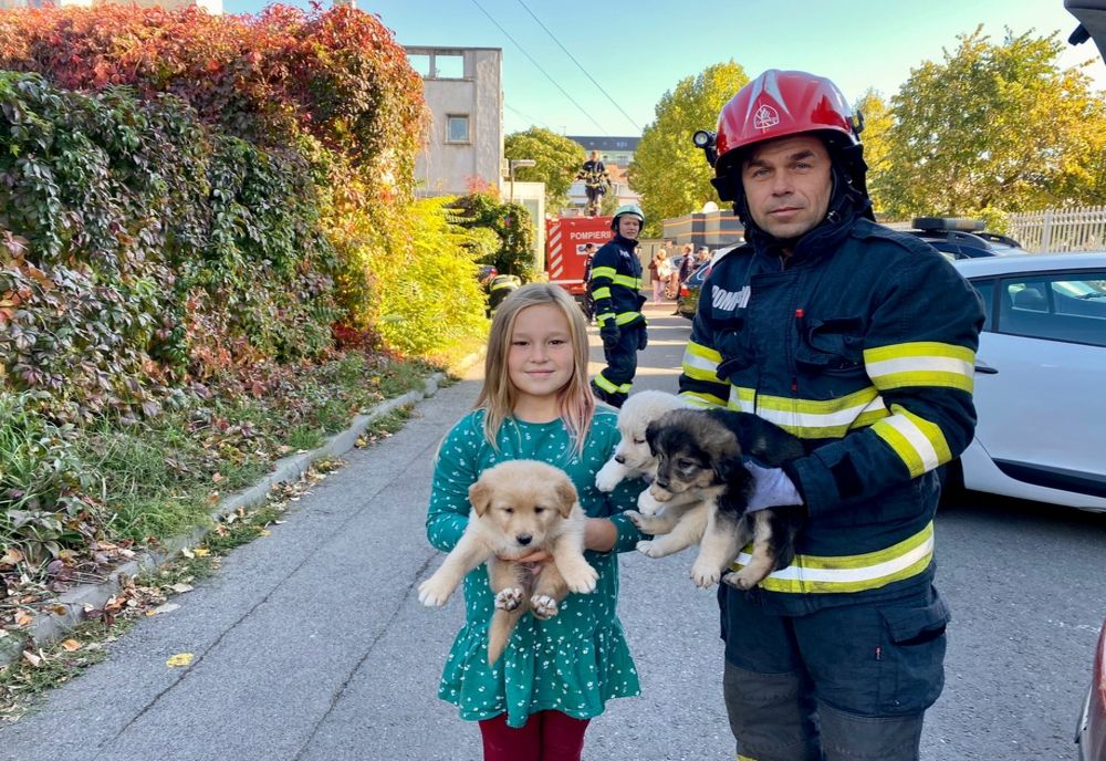 Patru cățeluși căzuți într-un canal adânc de 3 metri, salvați de pompieri și adoptați pe loc de o fetiță și mama sa!