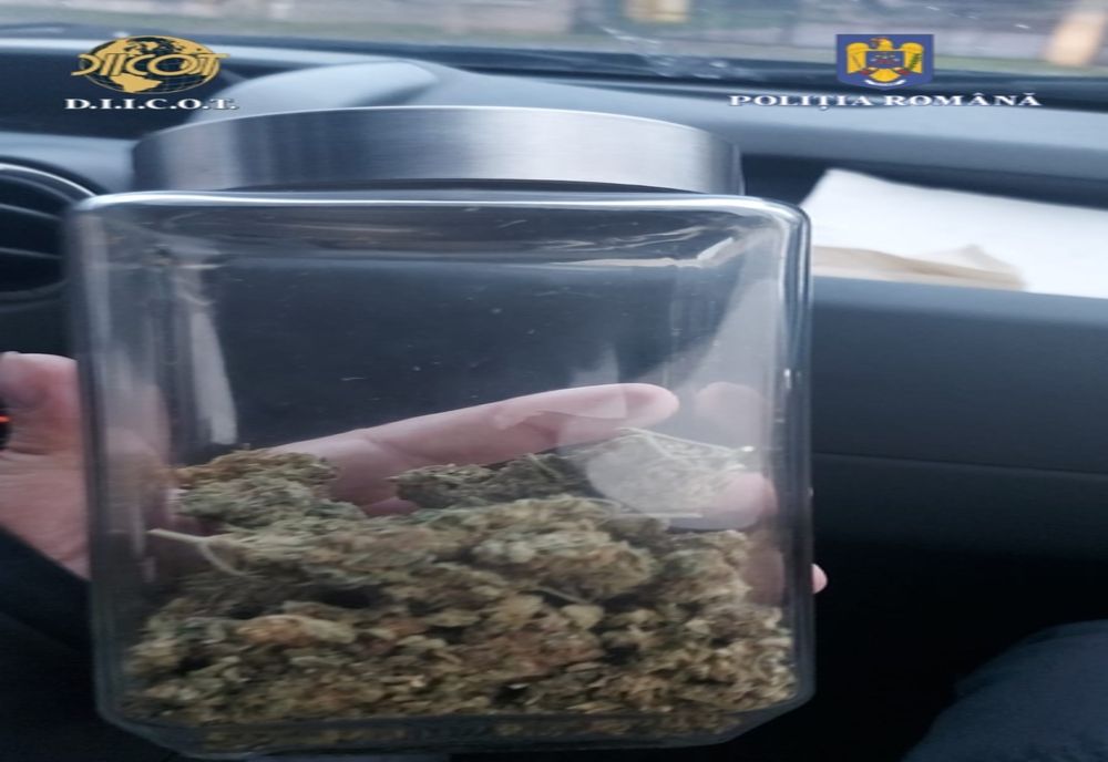 Cultivator de cannabis, reținut de DIICOT