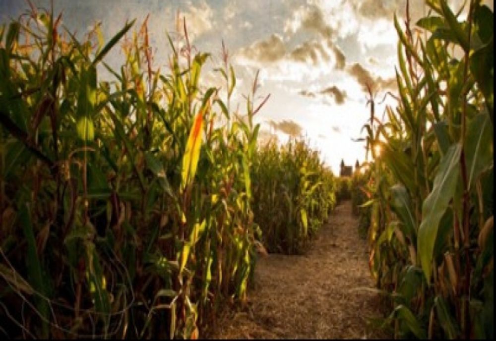 Trei hectare de porumb „recoltate” de hoți. Cum au operat aceștia în plină zi