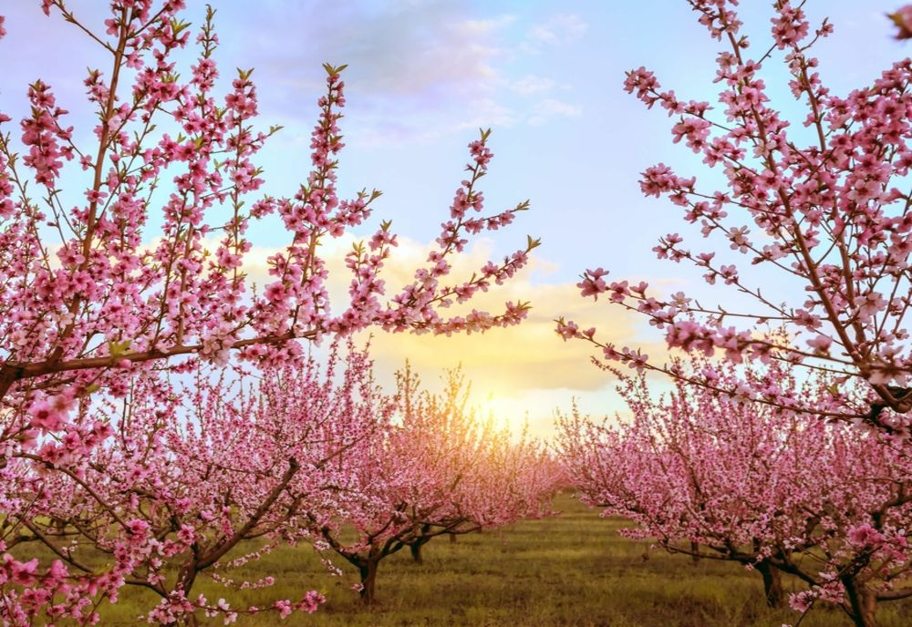 Au înflorit copacii a 2-a oară, din cauza temperaturilor de vară. Fermierii sunt îngrijorați