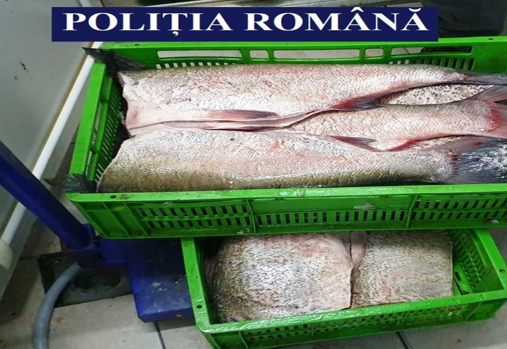 Pește vândut direct din portbagajul mașinii