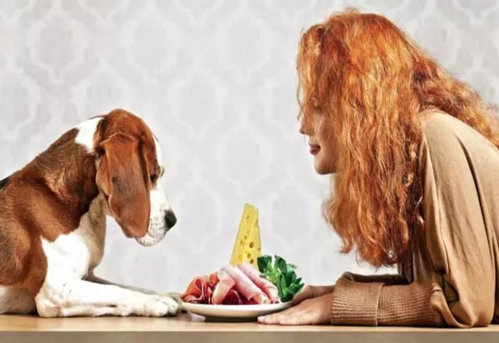 Greșeli frecvente ale proprietarilor de animale de companie