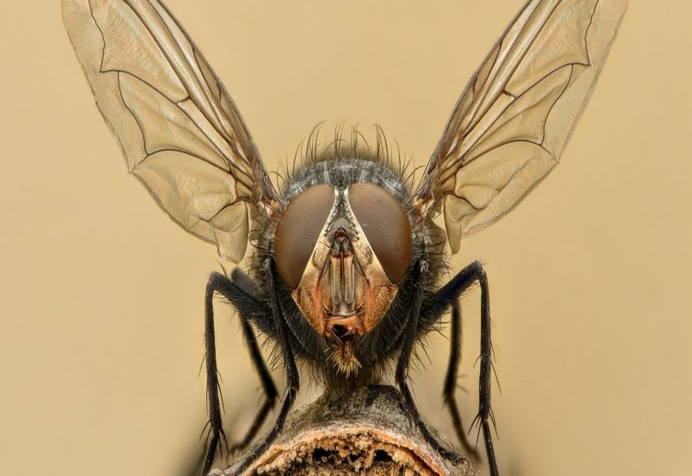 Cât trăiește o muscă?