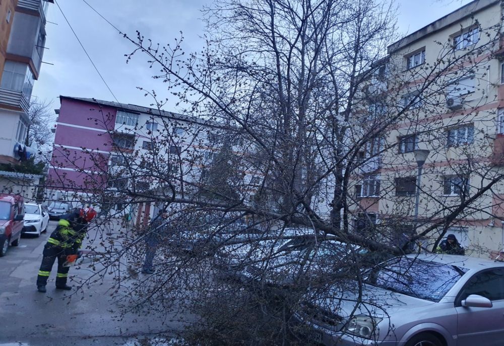 Copac căzut peste mașini în Botoșani