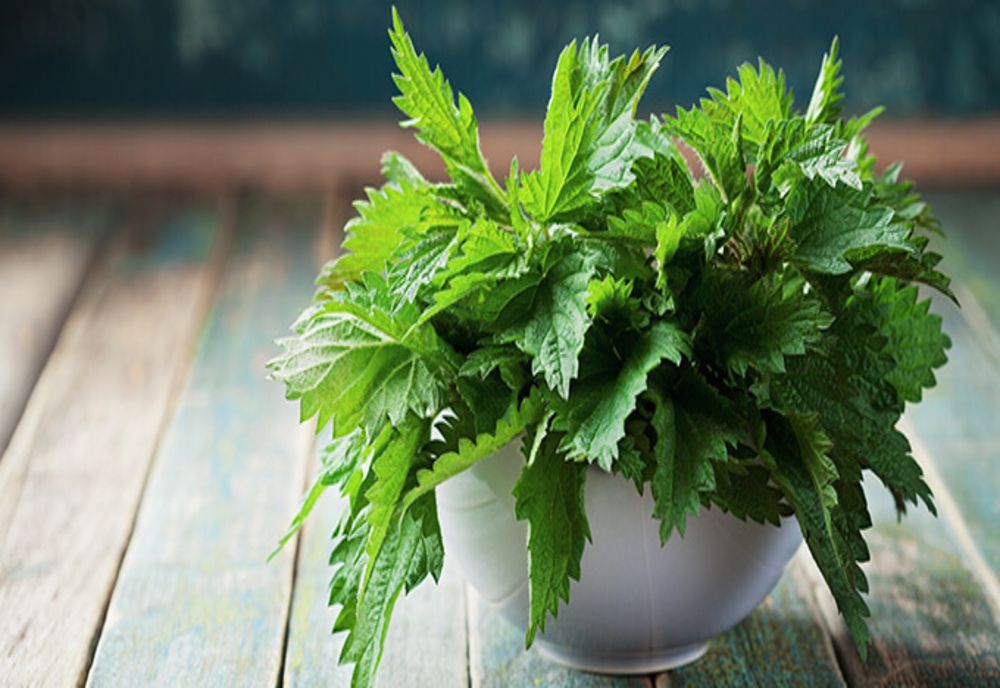 A început sezonul urzicilor. De ce este bine să le incluzi în dietă