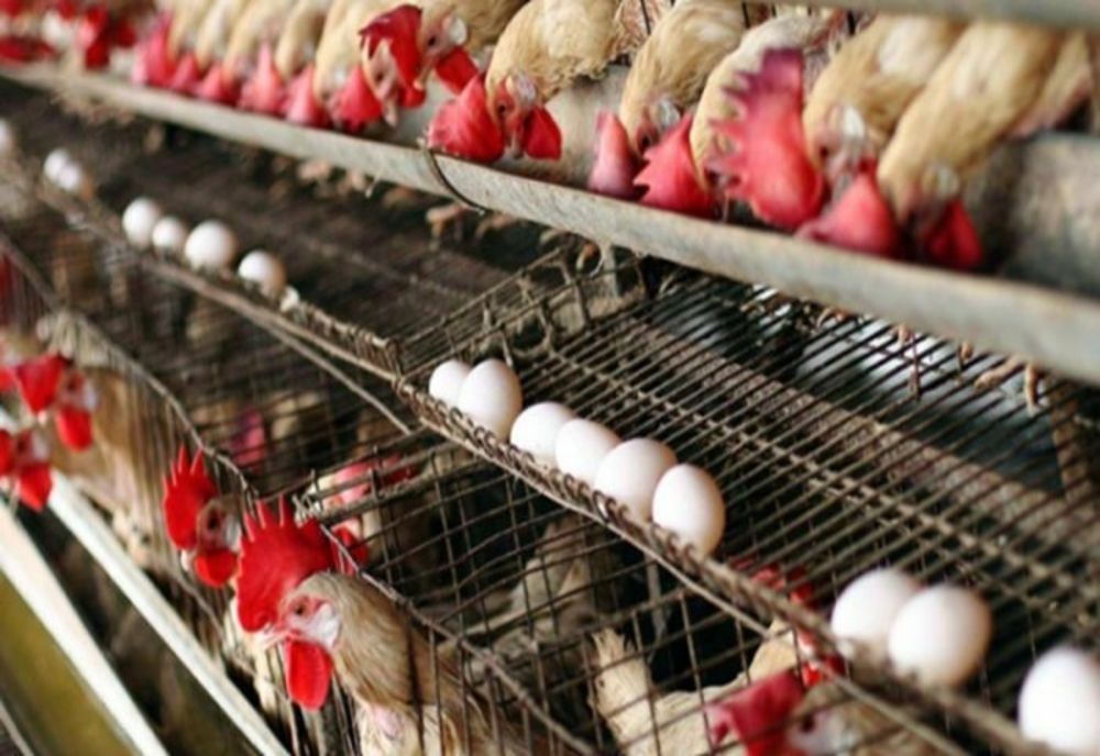 Gripa aviară H3N8 face prima victimă! Virusul există de 20 de ani în lume, fără niciun deces până acum - Simptomele bolii