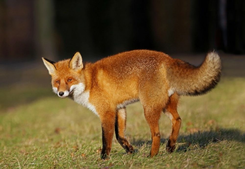 Explozie de cazuri de rabie în Botoșani și în județele vecine