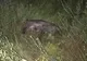 Suspiciune de pestă porcină în județul Botoșani