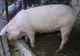 Un nou focar de pestă porcină în județ