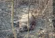 Pesta porcină se extinde în județul Botoșani