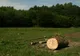 Tăieri ilegale de în pădurile din Balta Arsă și Ibănești-Pomârla