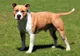Tineri atacați de un „American Staffordshire Terrier”, într-un parc din Botoșani
