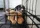  Percheziții, la solicitarea autorităților din Italia într-un dosar de trafic ilicit de animale de companie