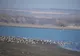 O specie de păsări pe cale de dispariţie a fost observată în Botoșani