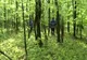 Căutări ample în cazul bătrânului dispărut în pădure la cules ciuperci