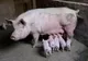 Aleșii s-au răzgândit: le permit românilor să crească mai mult de 5 porci în gospodării. Cu unele amendamente
