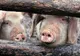 Peste 250 de porci dintr-o gospodărie, uciși de DSVSA din cauza pestei porcine
