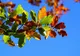FINAL DE OCTOMBRIE IEȘIT DIN TIPARELE VREMII