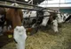 ALERTĂ ÎN ROMÂNIA! A FOST DEPISTAT UN VIRUS CARE UCIDE 70% DIN ANIMALELE INFECTATE