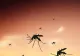 Un țânțar rezistent la frig se răspândește în Europa. Insecta stârnește îngrijorarea experților