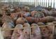 Despăgubiri acordate pentru porcii sacrificați din cauza peste porcine