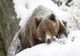 Ordinul care stabilește nivelul maxim de intervenție și prevenție în cazul speciei urs brun a fost lansat în consultare publică